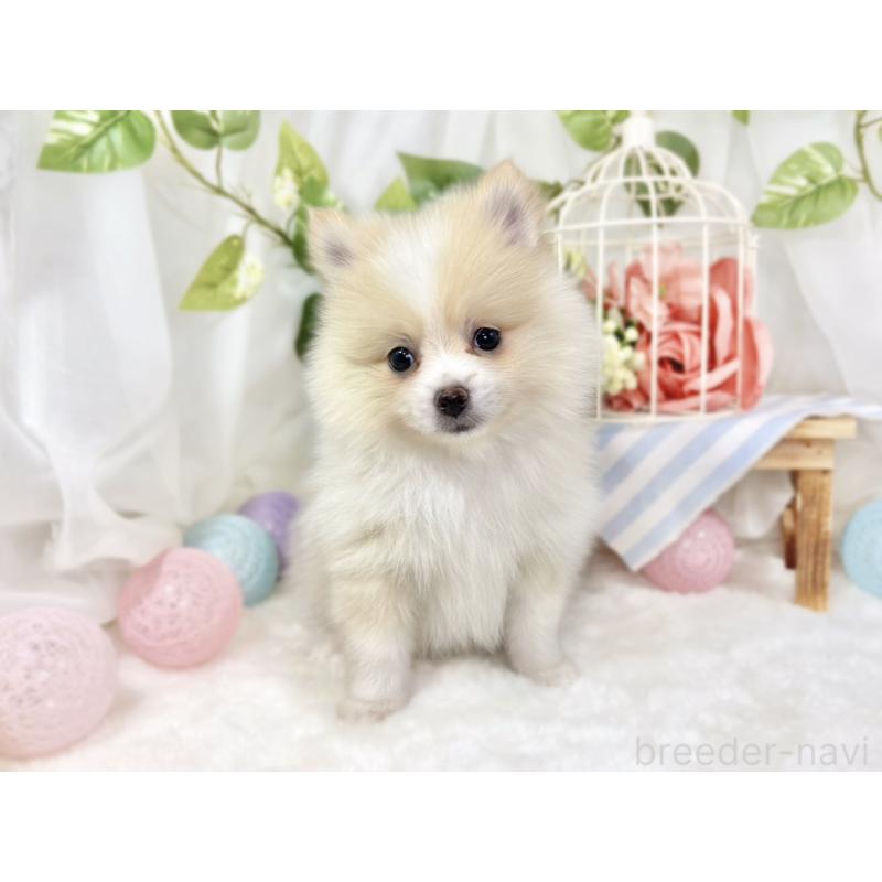 成約済の滋賀県のポメラニアン-426208の4枚目