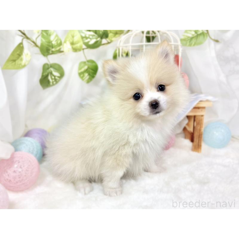 成約済の滋賀県のポメラニアン-426208の3枚目