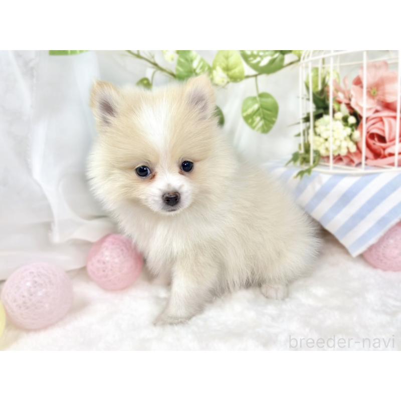 成約済の滋賀県のポメラニアン-426208の2枚目