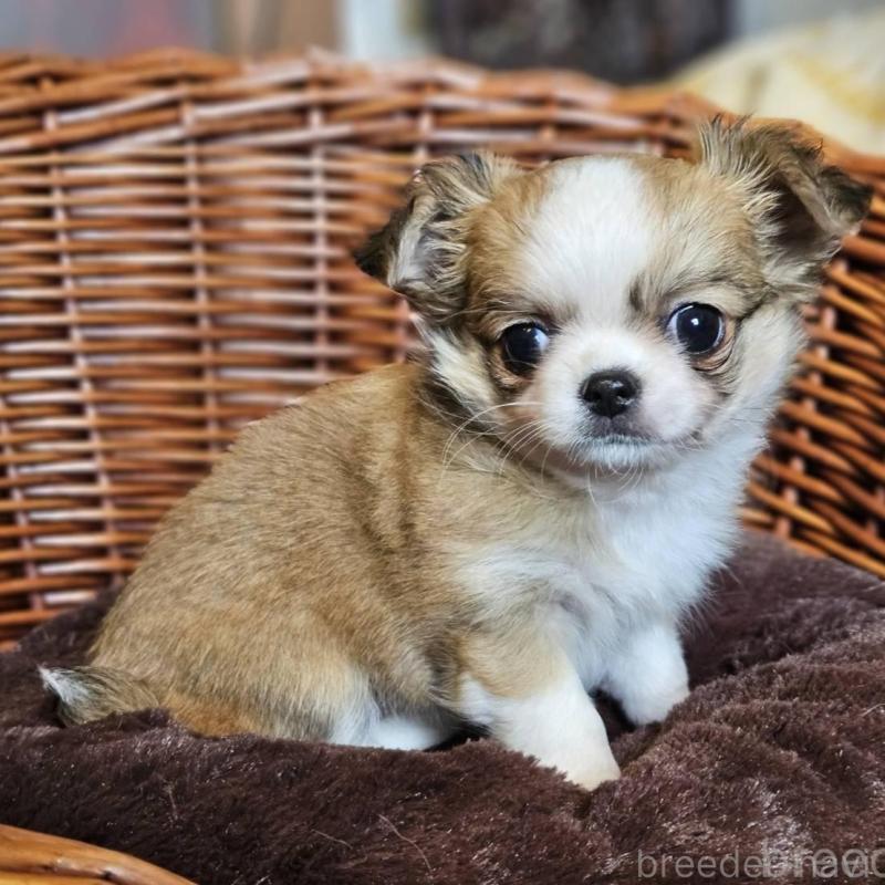 販売中の岐阜県のチワワ(ロングコート)-427664の3枚目