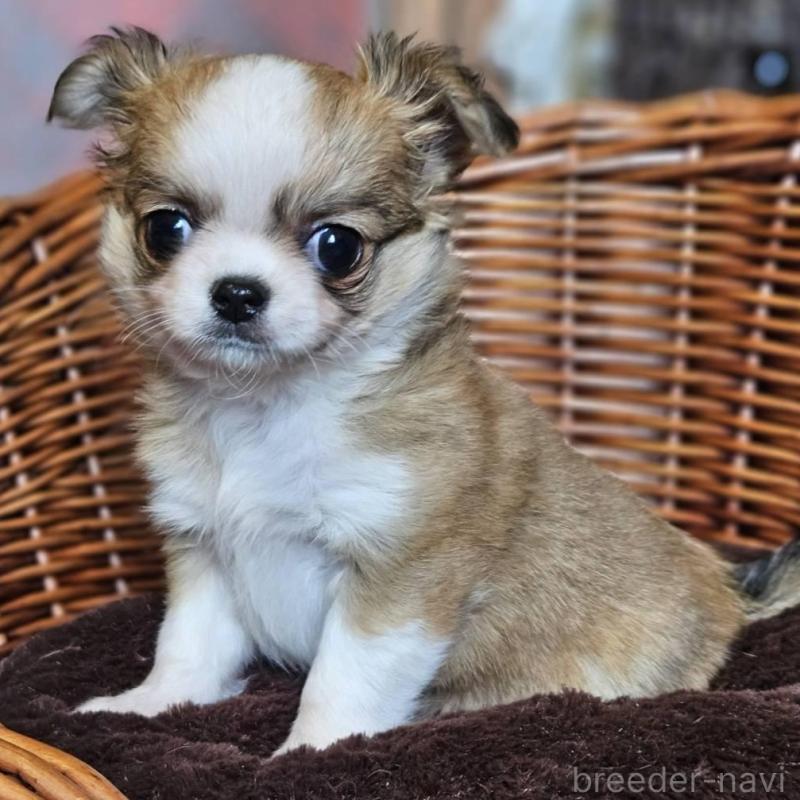 販売中の岐阜県のチワワ(ロングコート)-427664の2枚目