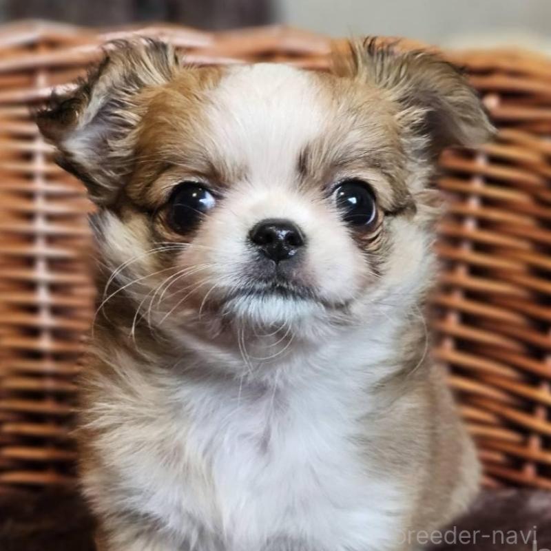 販売中の岐阜県のチワワ(ロングコート)-427664