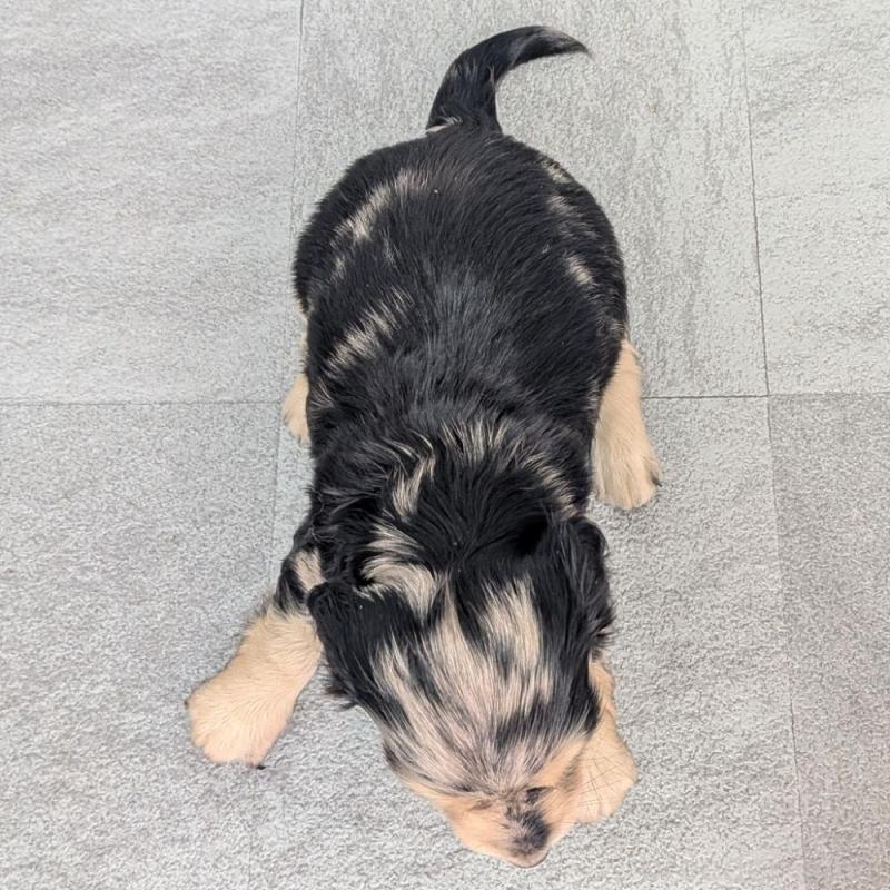 販売中の宮崎県のカニンヘンダックスフンド(ロングヘアード)-427666の5枚目