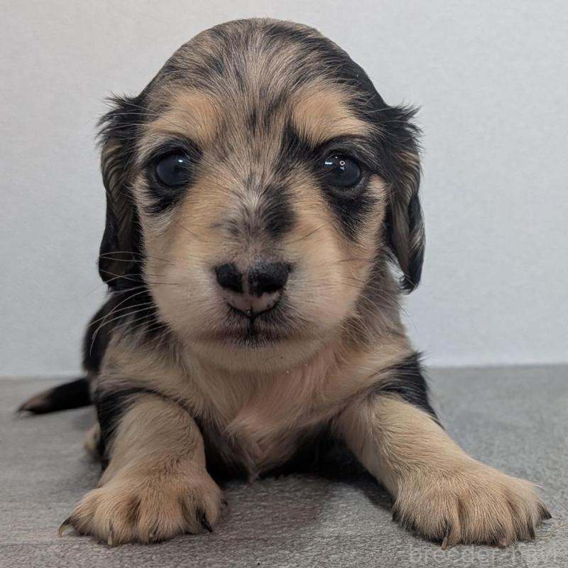 販売中ののカニンヘンダックスフンド(ロングヘアード)-427666