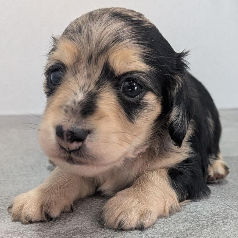 販売中の宮崎県のカニンヘンダックスフンド(ロングヘアード)-427666の4枚目