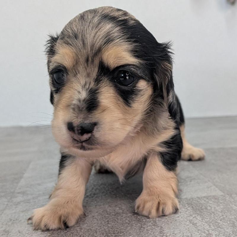 販売中の宮崎県のカニンヘンダックスフンド(ロングヘアード)-427666の3枚目