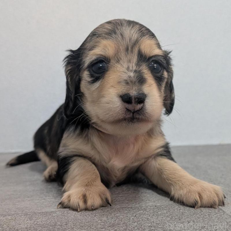 販売中の宮崎県のカニンヘンダックスフンド(ロングヘアード)-427666の2枚目