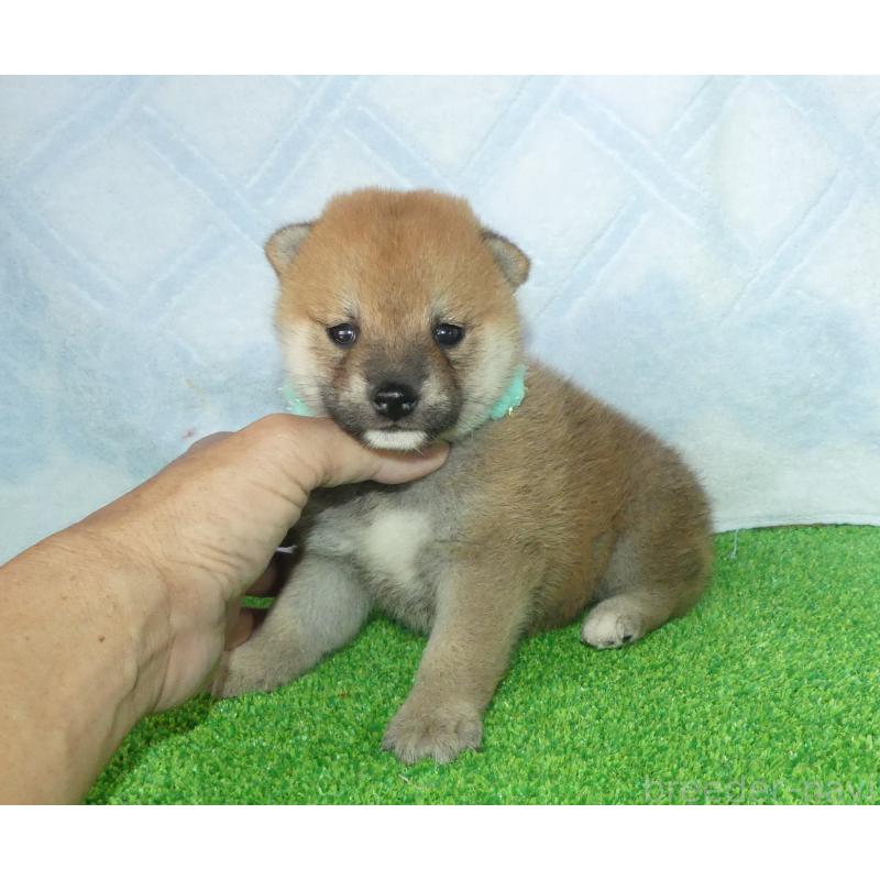 成約済の静岡県の豆柴-421156の5枚目