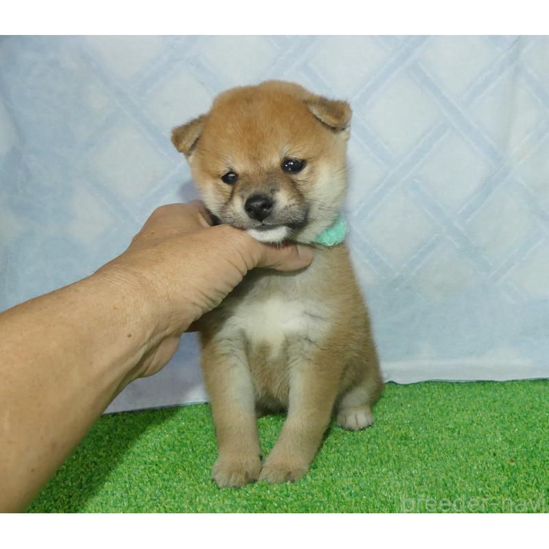 成約済の静岡県の豆柴-421156の4枚目