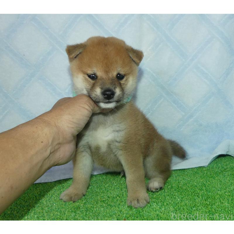 成約済の静岡県の豆柴-421156の3枚目