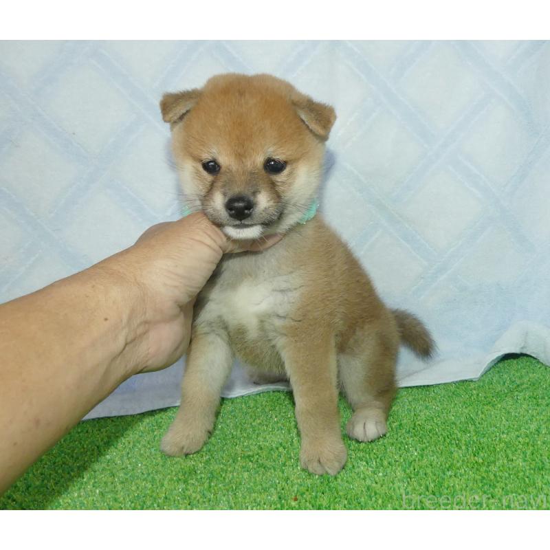 成約済の静岡県の豆柴-421156の2枚目