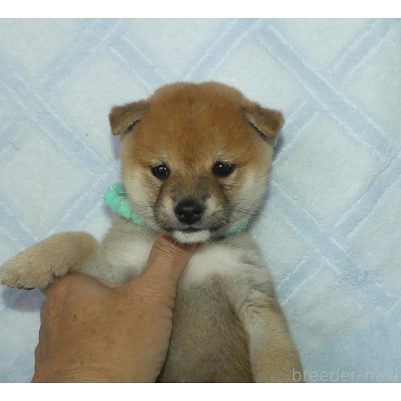 販売中の静岡県の豆柴-421156