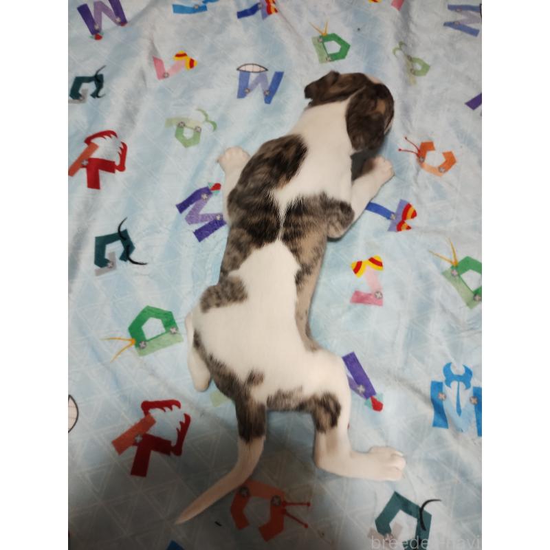 販売中の広島県のウィペット-427667の4枚目