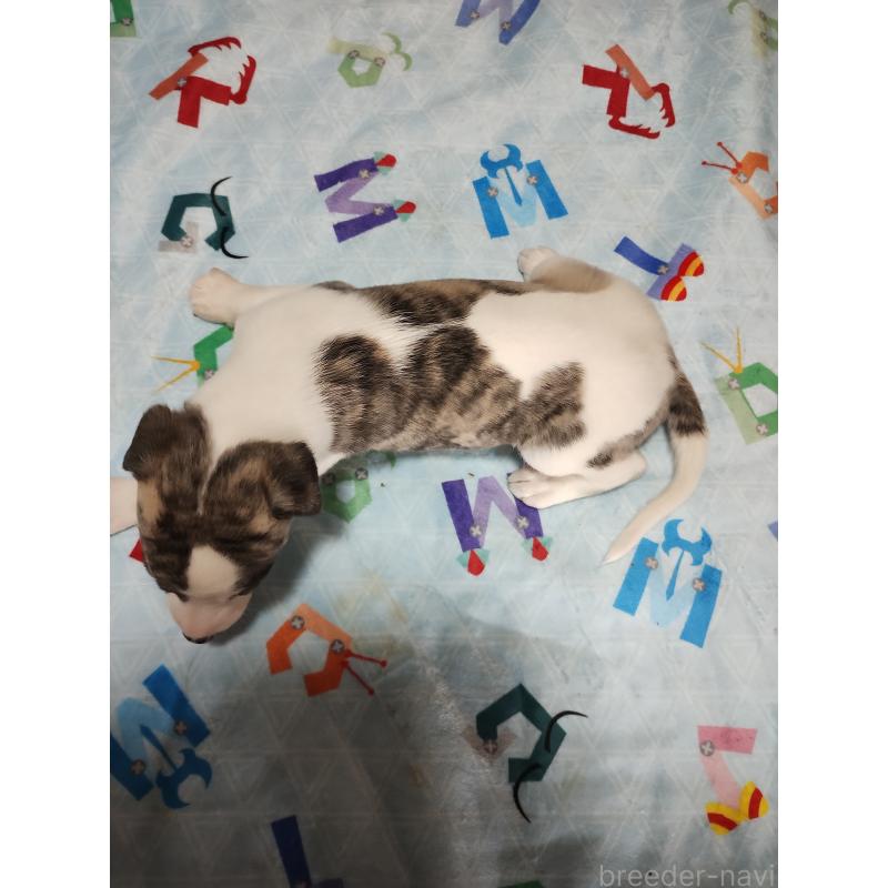 販売中の広島県のウィペット-427667の3枚目