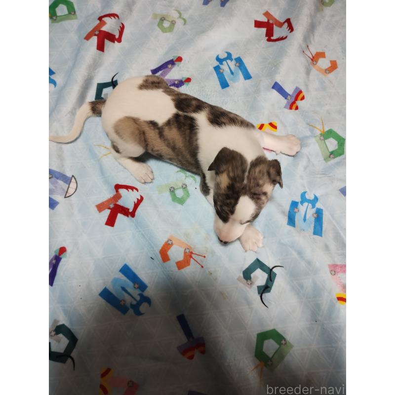 販売中の広島県のウィペット-427667の2枚目