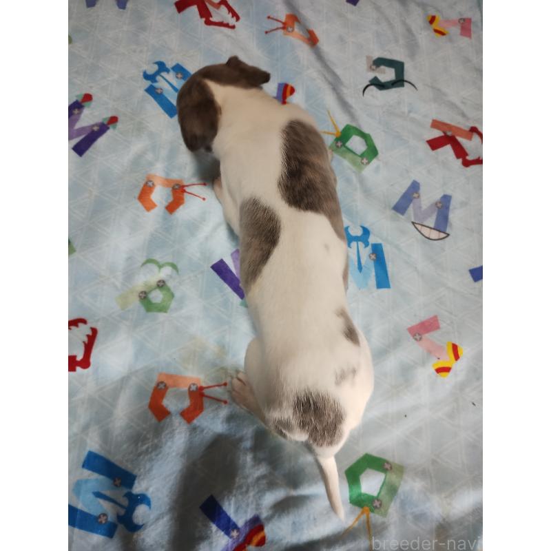 販売中の広島県のウィペット-427669の4枚目