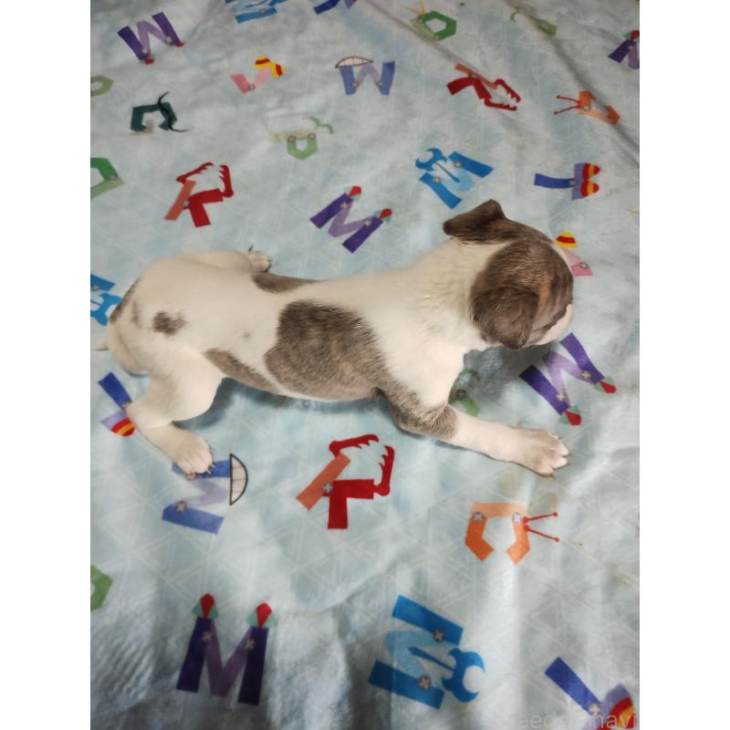 販売中の広島県のウィペット-427669の3枚目