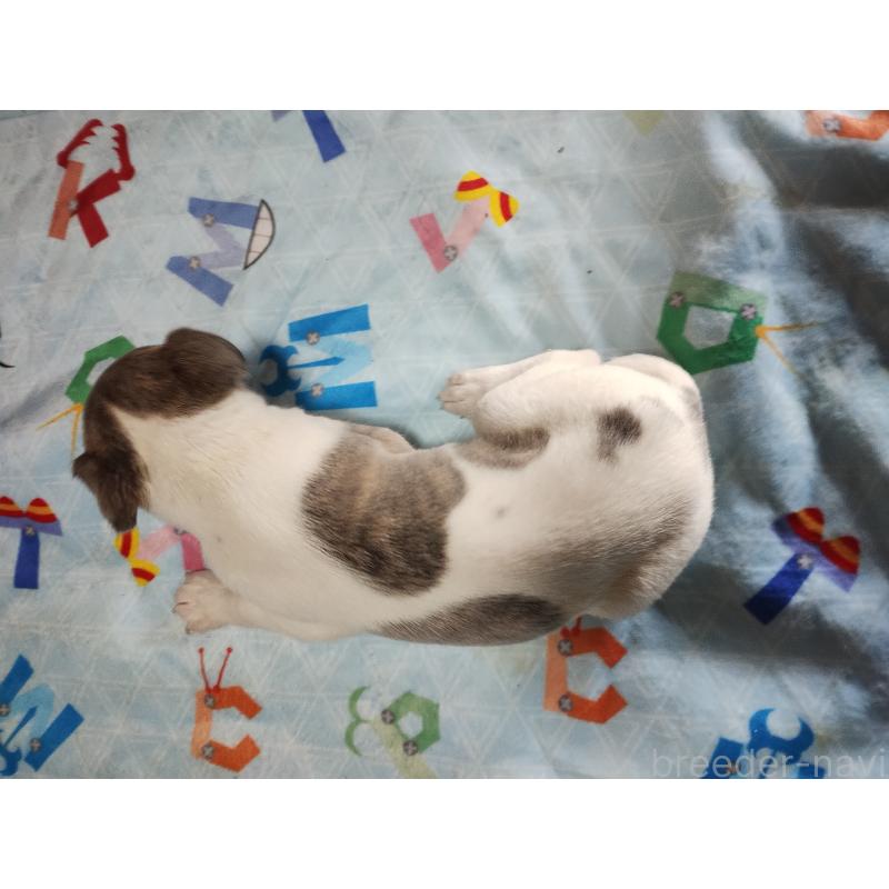 販売中の広島県のウィペット-427669の2枚目