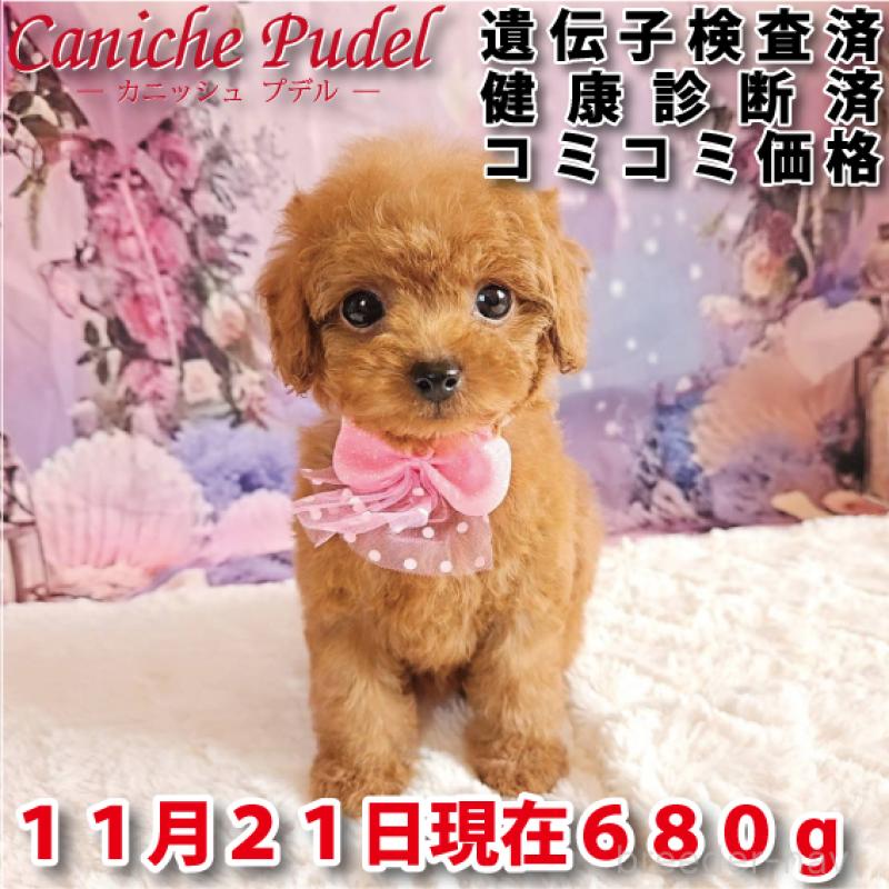 成約済の岐阜県のトイプードル-424809の1枚目