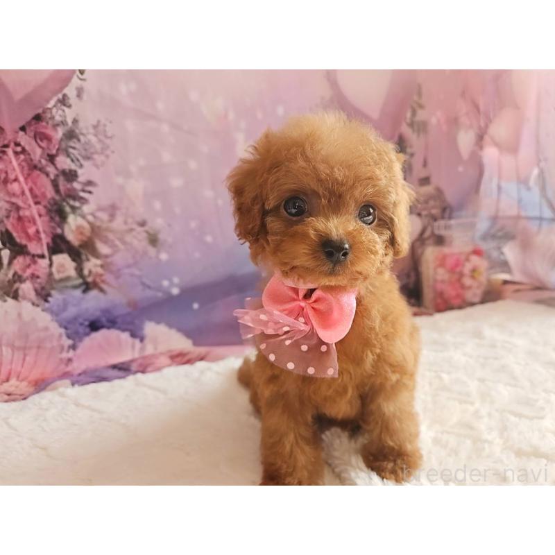 成約済の岐阜県のトイプードル-424809の15枚目