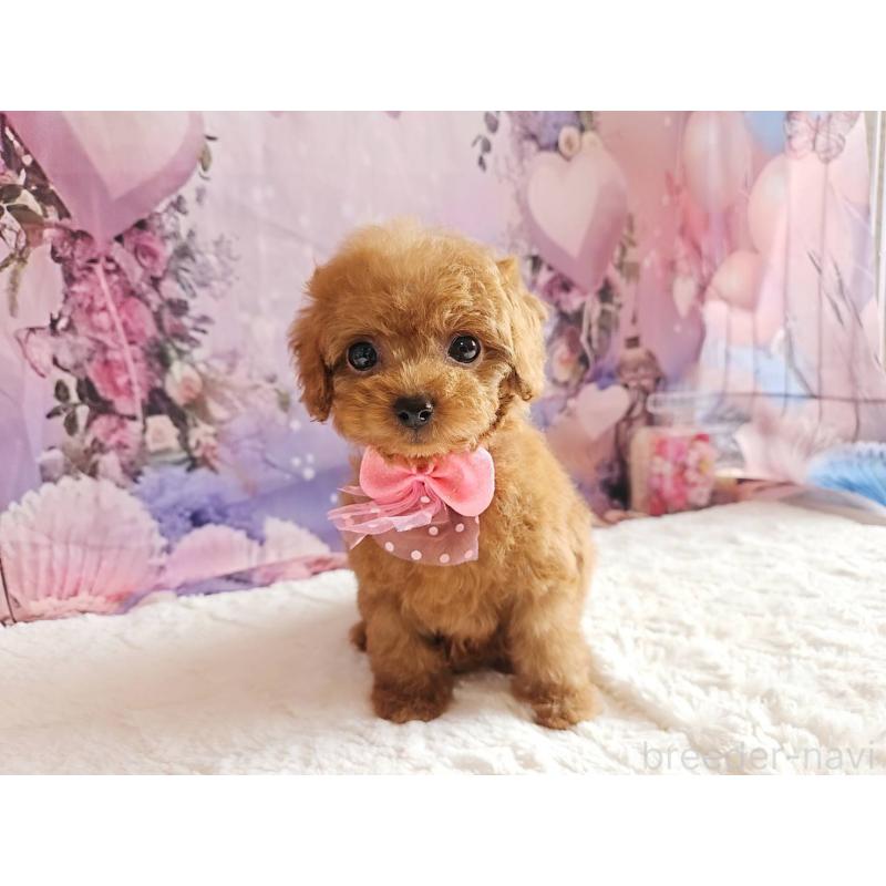 成約済の岐阜県のトイプードル-424809の13枚目