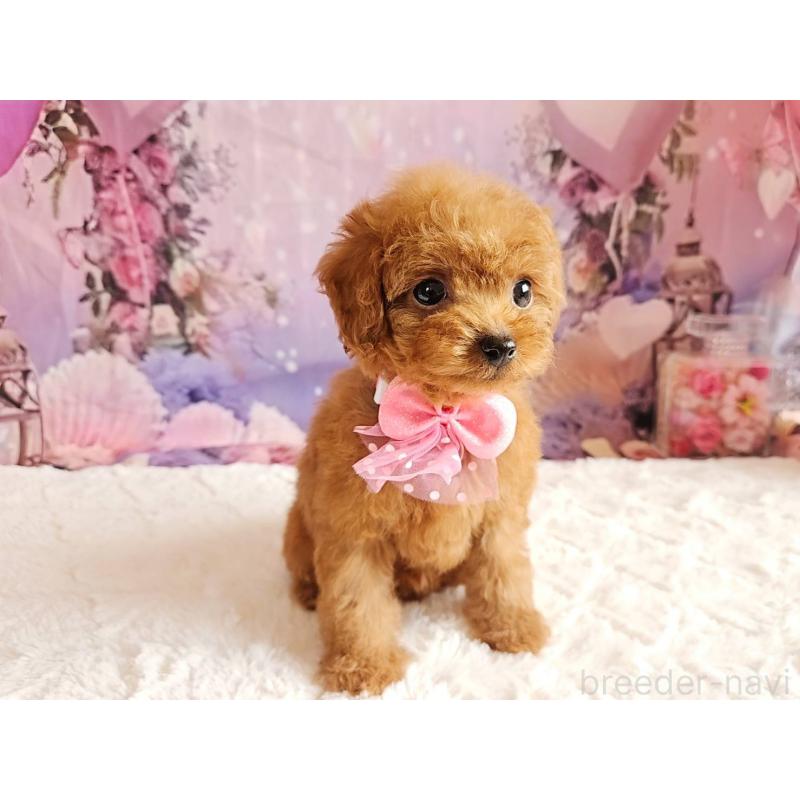 成約済の岐阜県のトイプードル-424809の10枚目