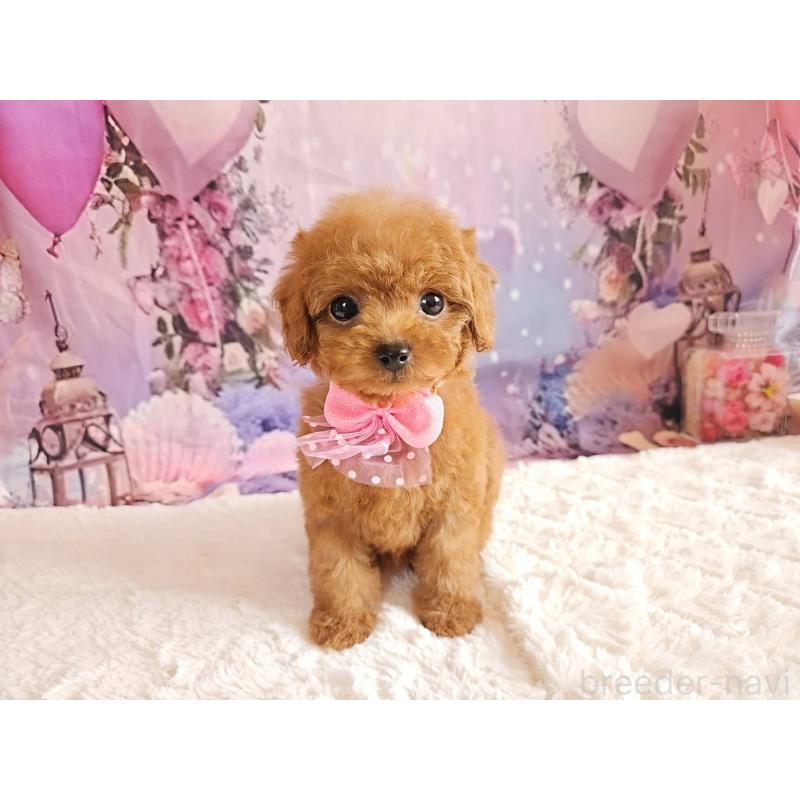 成約済の岐阜県のトイプードル-424809の8枚目