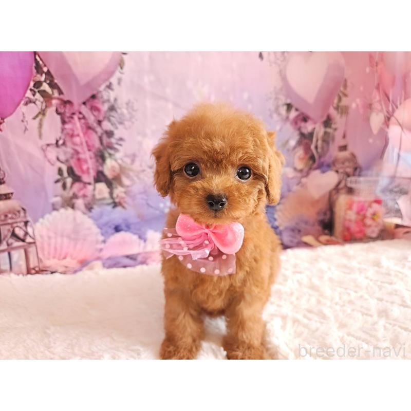 成約済の岐阜県のトイプードル-424809の7枚目