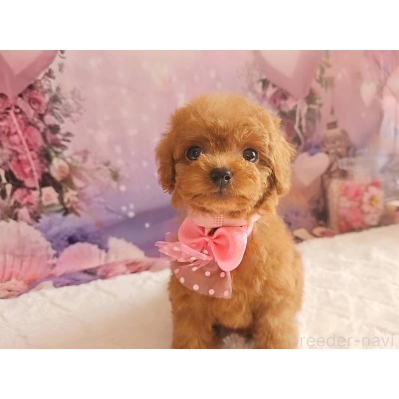 成約済の岐阜県のトイプードル-424809の6枚目