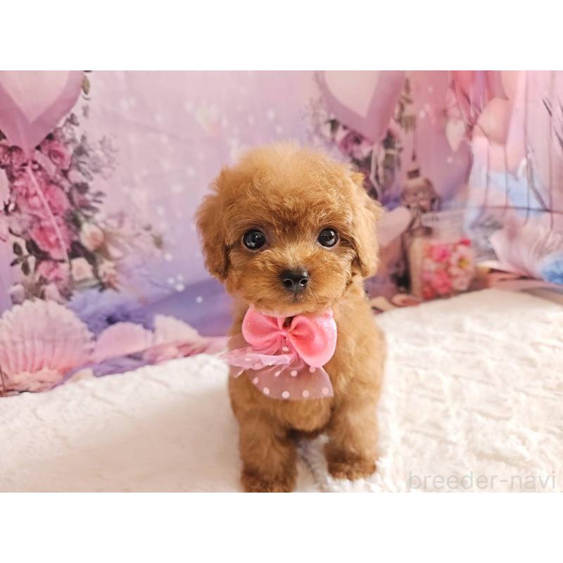 成約済の岐阜県のトイプードル-424809の5枚目