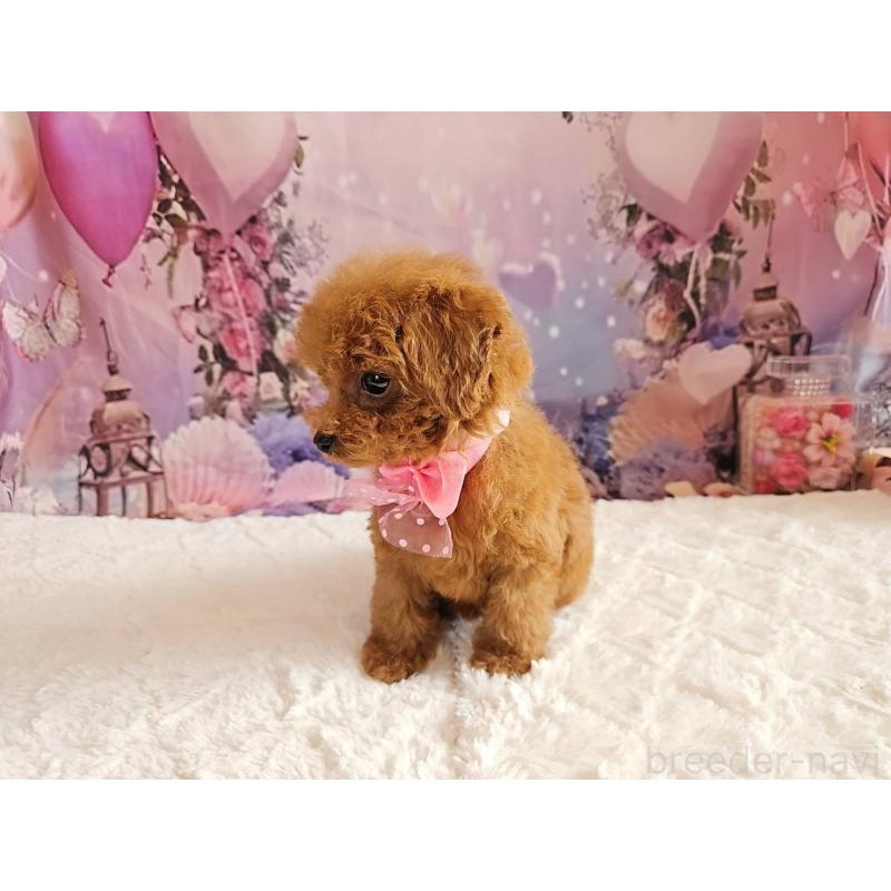 成約済の岐阜県のトイプードル-424809の4枚目