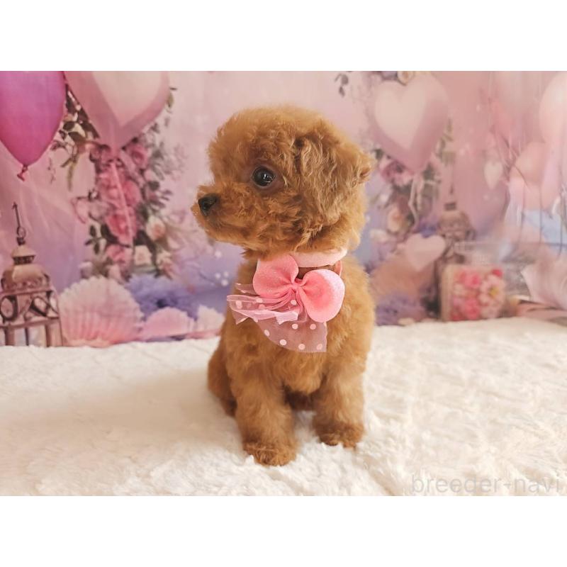 成約済の岐阜県のトイプードル-424809の3枚目