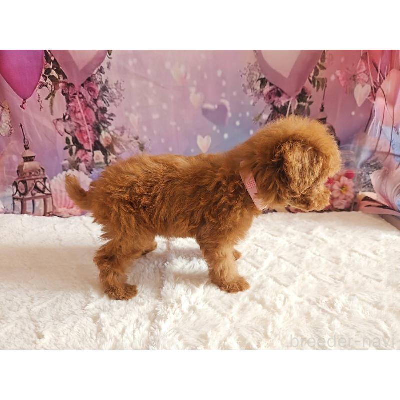 成約済の岐阜県のトイプードル-424809の2枚目