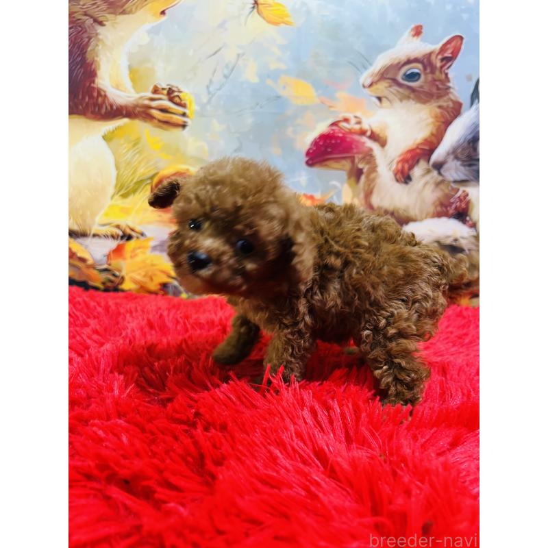 販売中の茨城県のティーカッププードル-427670の3枚目