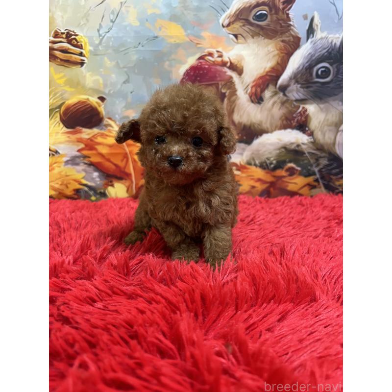 販売中の茨城県のティーカッププードル-427670の2枚目