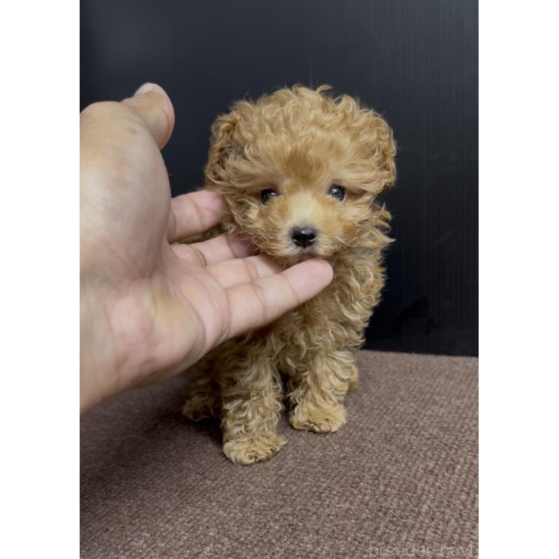 商談中の福岡県のタイニープードル-423746の5枚目