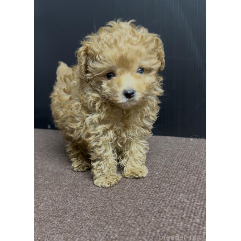 商談中の福岡県のタイニープードル-423746の4枚目