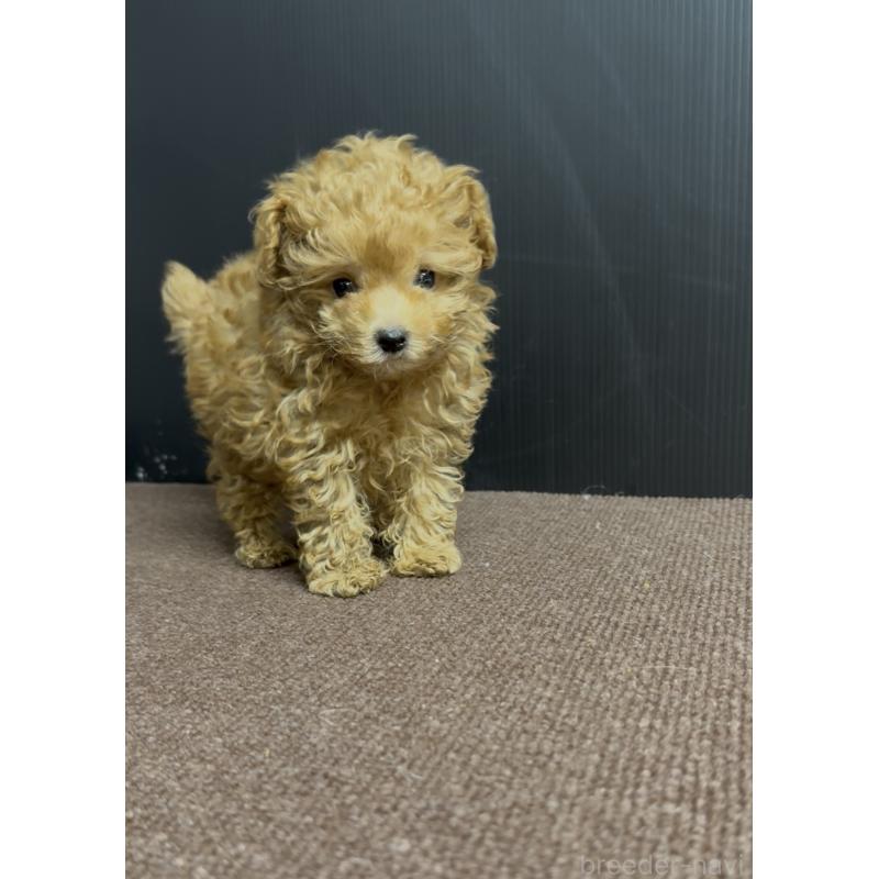 商談中の福岡県のタイニープードル-423746の3枚目