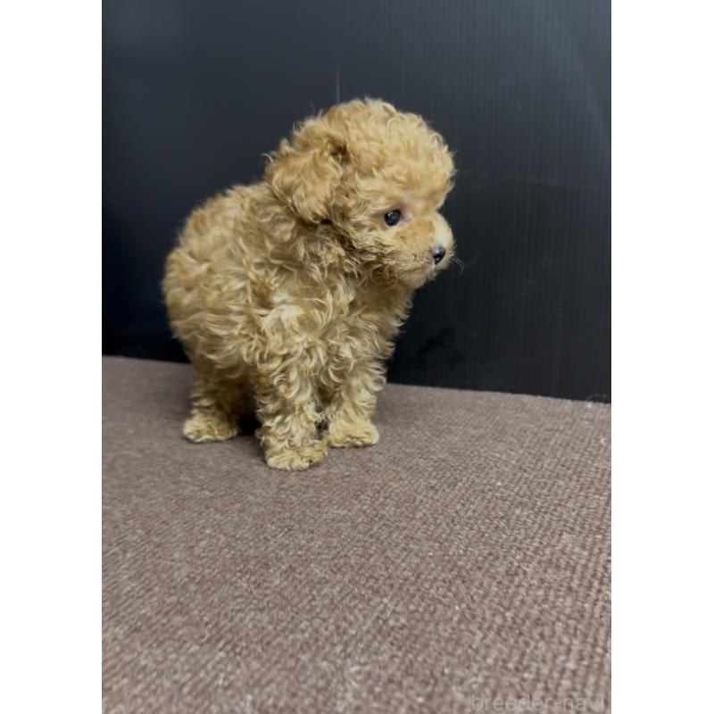 商談中の福岡県のタイニープードル-423746の2枚目