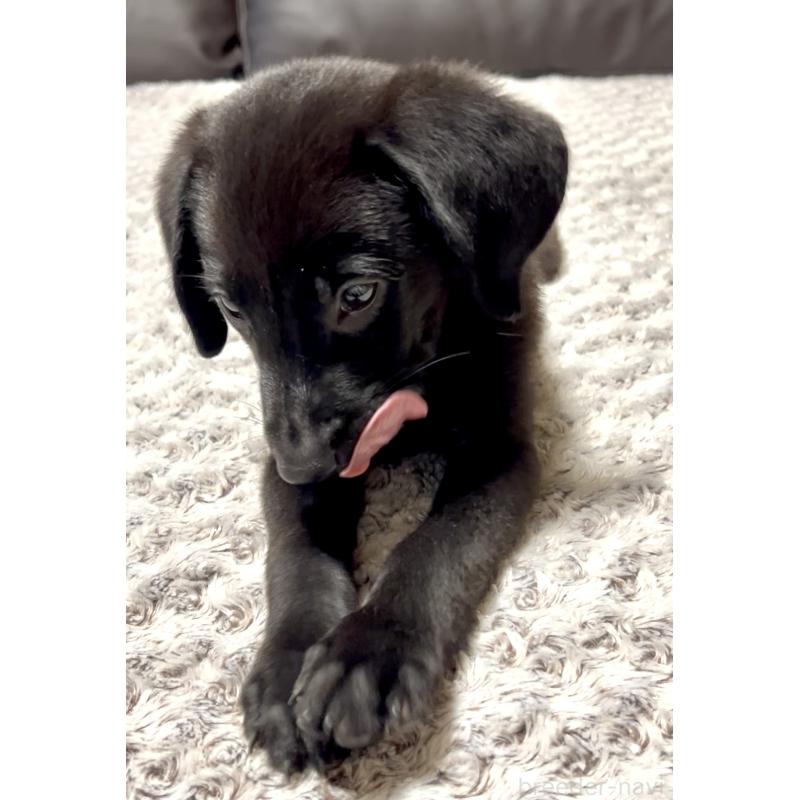 商談中の奈良県のラブラドールレトリーバー-409611の4枚目