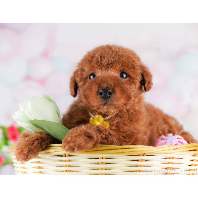 販売中の東京都のトイプードル-427671の12枚目