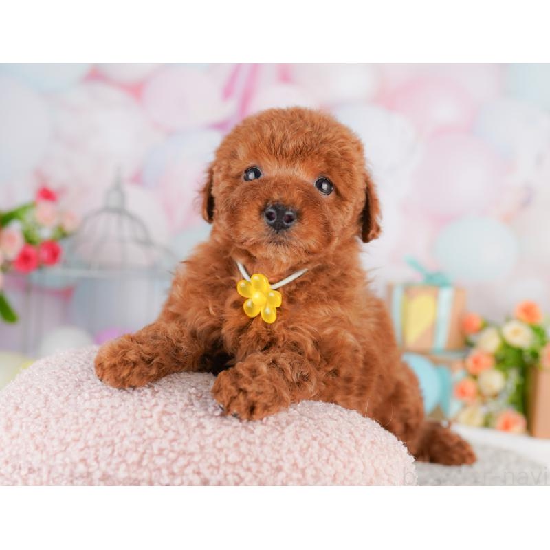 販売中の東京都のトイプードル-427671の11枚目