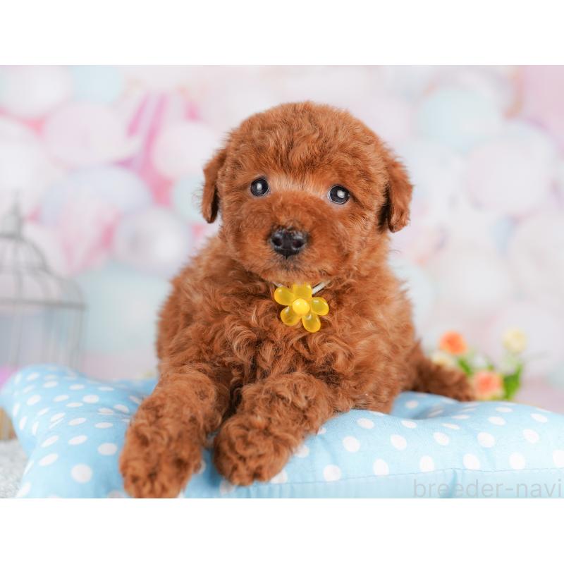 販売中の東京都のトイプードル-427671の10枚目