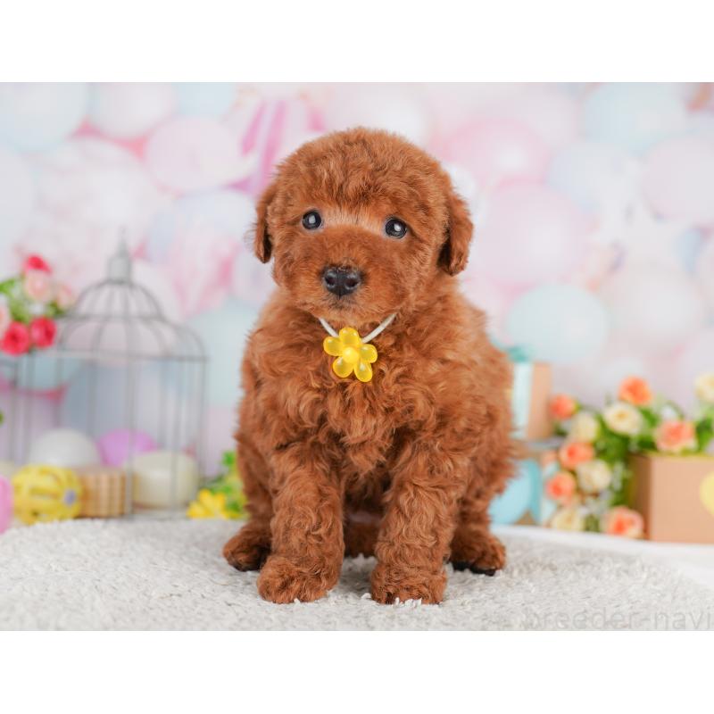 販売中の東京都のトイプードル-427671の9枚目