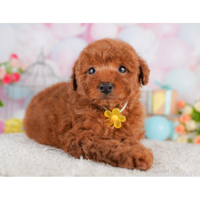 販売中の東京都のトイプードル-427671の8枚目