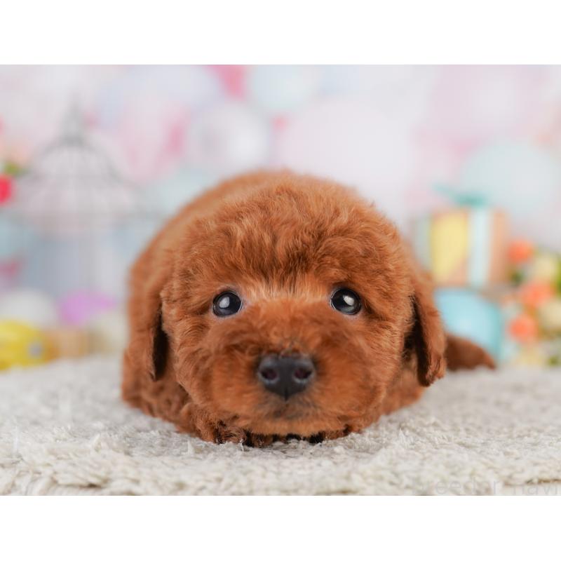 販売中の東京都のトイプードル-427671の7枚目