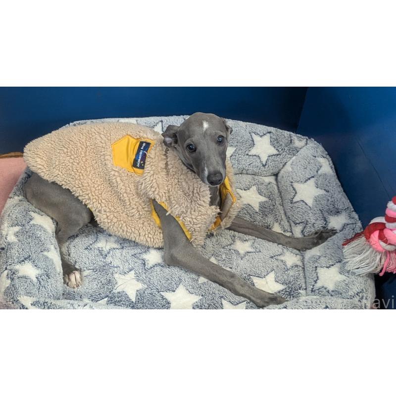 販売中の熊本県のイタリアングレーハウンド(イタグレ)-419262の2枚目