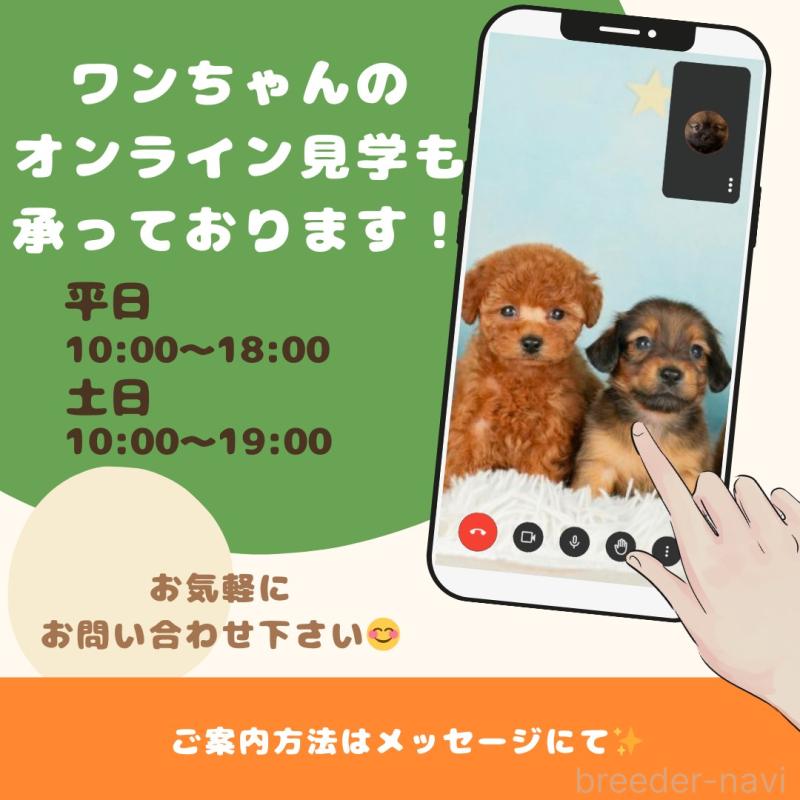 販売中の東京都のトイプードル-427671の3枚目