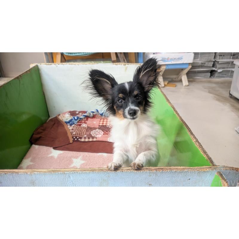 販売中の熊本県のパピヨン-398112の3枚目