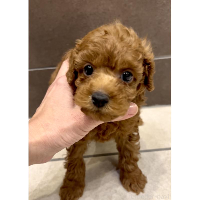 販売中の奈良県のタイニープードル-427168